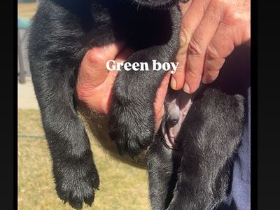 Black And Yellow Lab Puppies