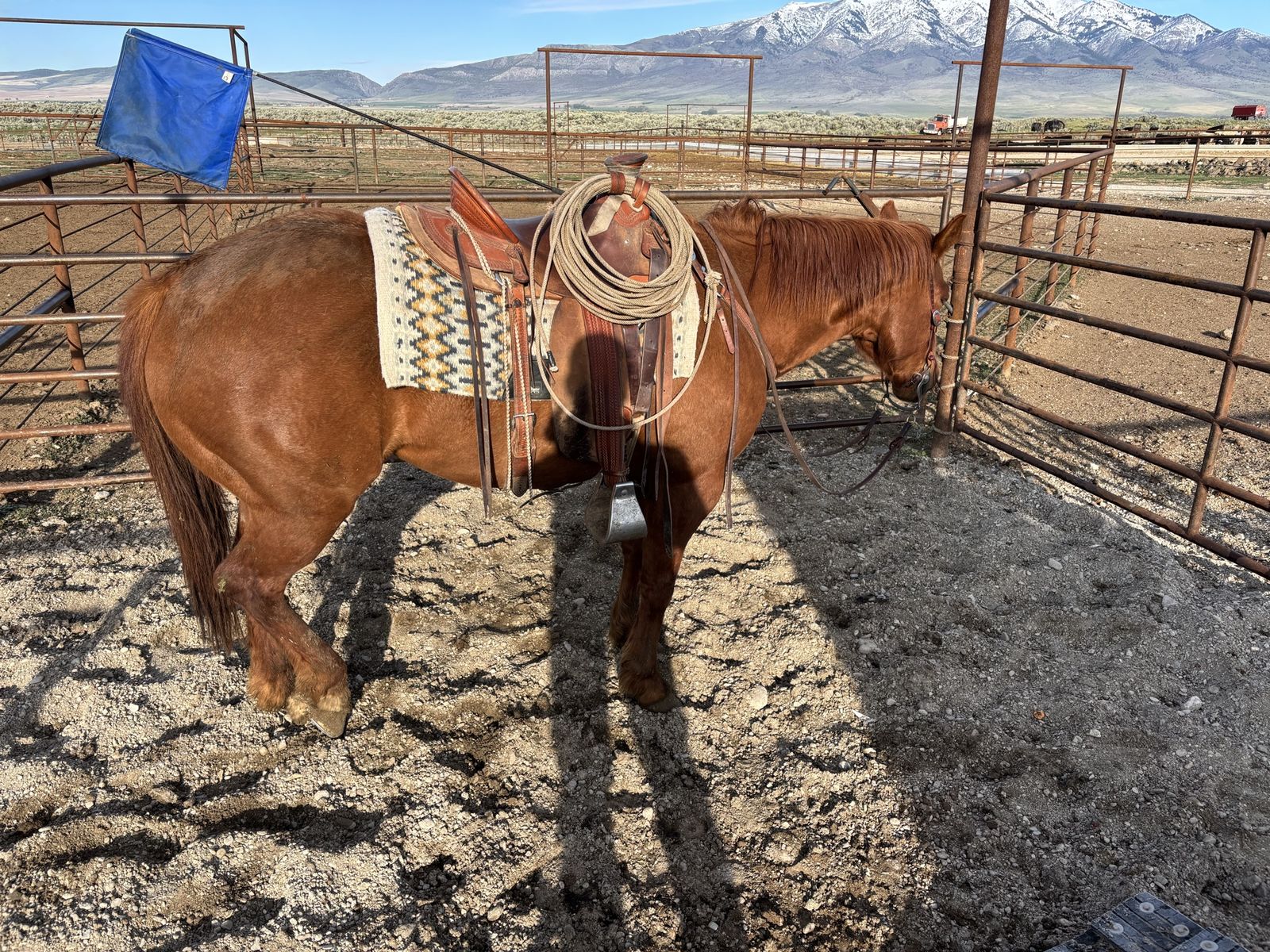 7 year old ranch gelding