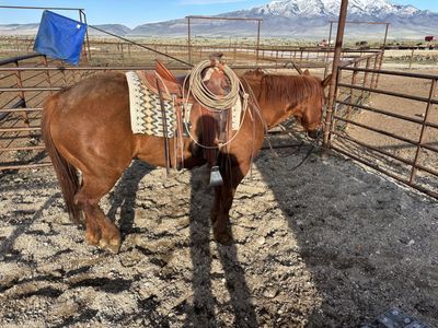 7 year old ranch gelding