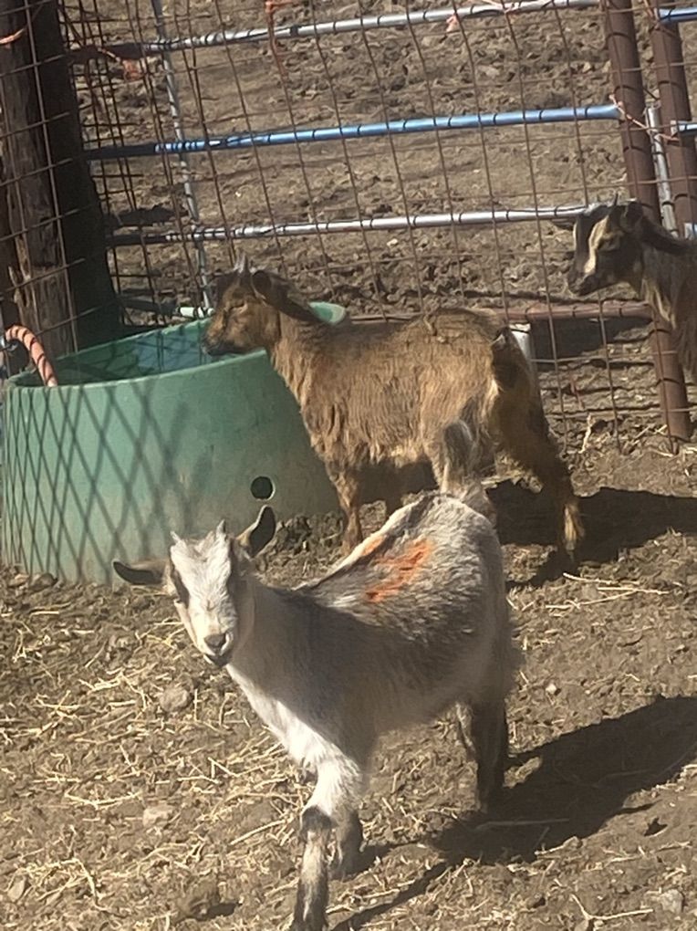 Baby Goats