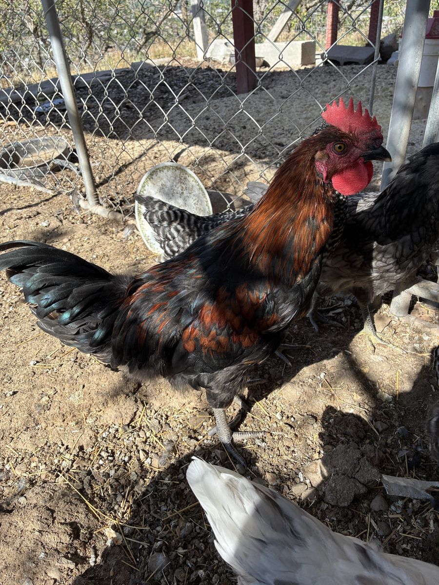 Free 4-month old Mocha Moran rooster