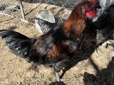 Free 4-month old Mocha Moran rooster