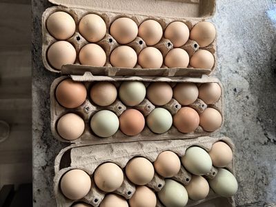 Fresh Eggs
