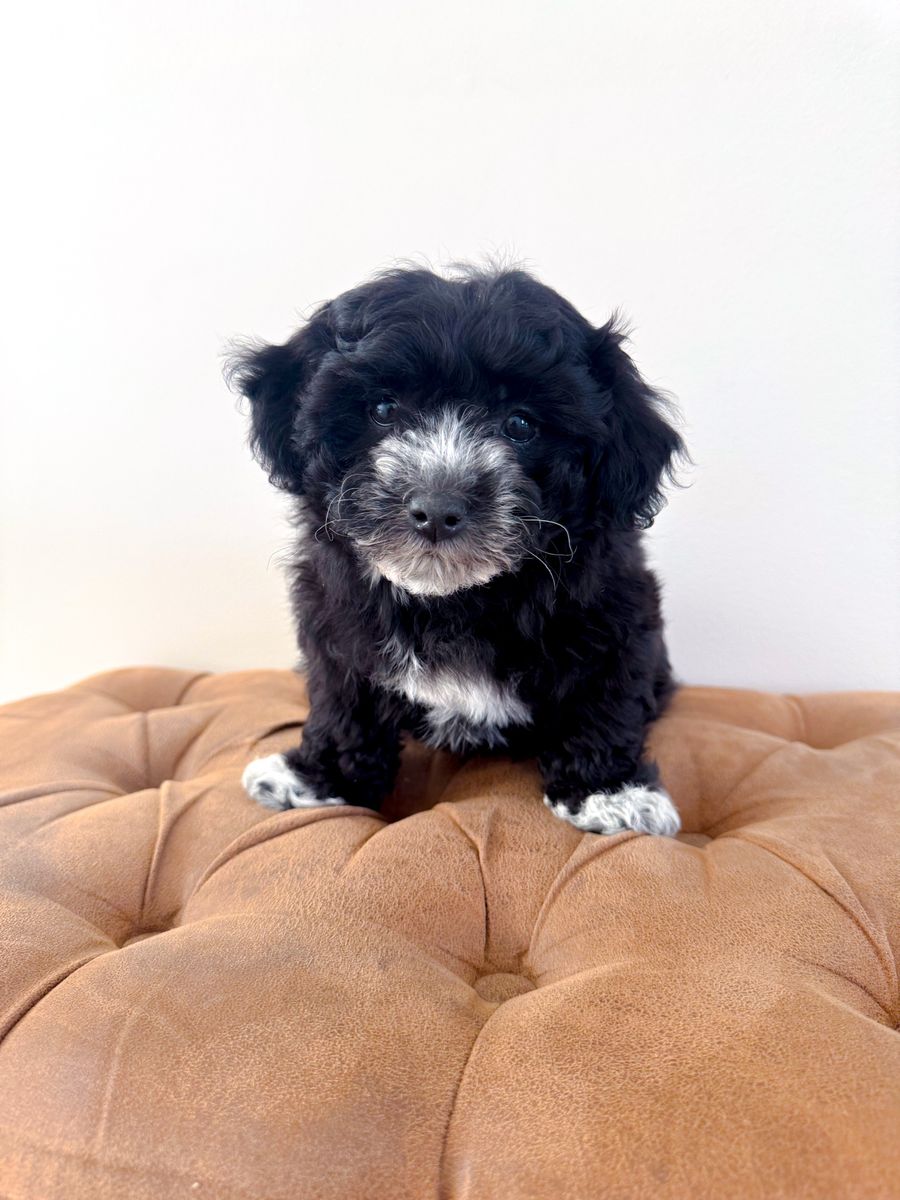 Coton de Tulear like Havanese Shih Tzu Schnauzer