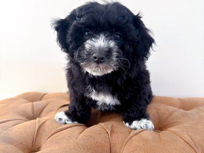 Coton de Tulear like Havanese Shih Tzu Schnauzer