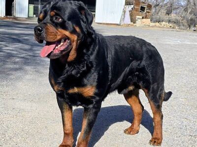 #1 Rated AKC German Rottweiler Puppies