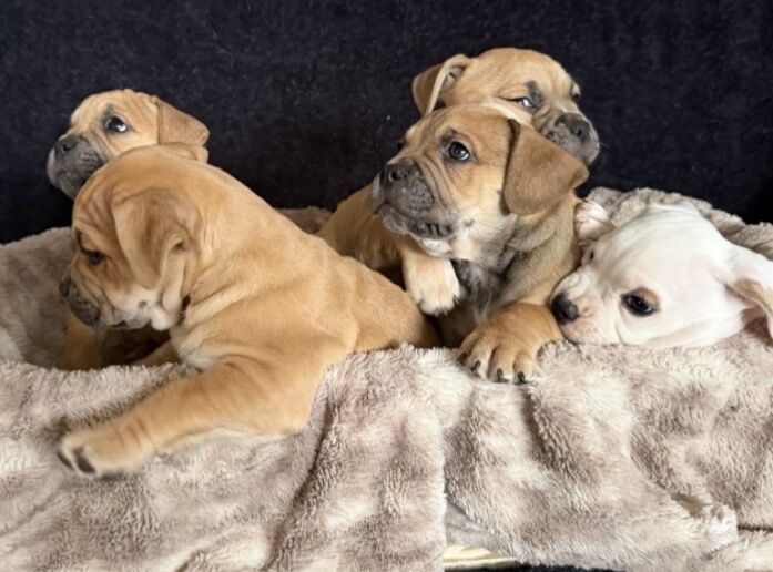 Stranger Things - French Pitbull Puppies