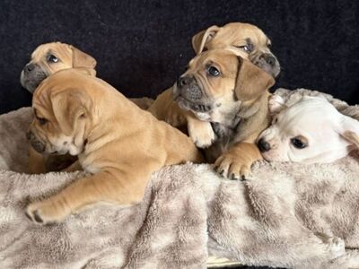 Stranger Things - French Pitbull Puppies