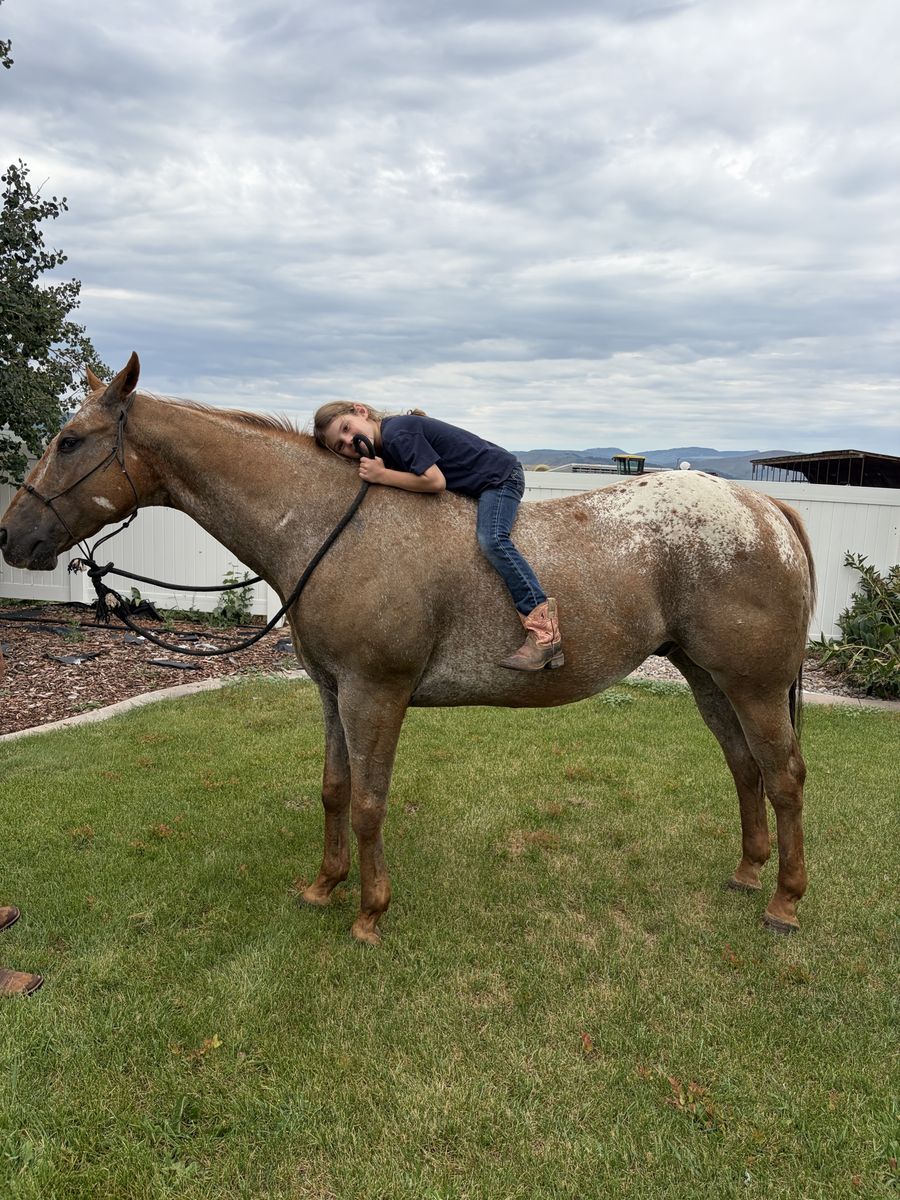 16 year old registered appaloosa gelding
