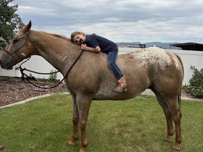 16 year old registered appaloosa gelding