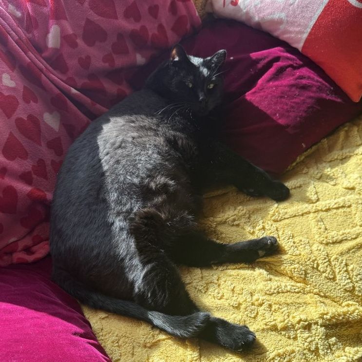 10-Year-Old Friendly Black Cat - Bagheera Needs a Loving Home