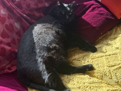 10-Year-Old Friendly Black Cat - Bagheera Needs a Loving Home