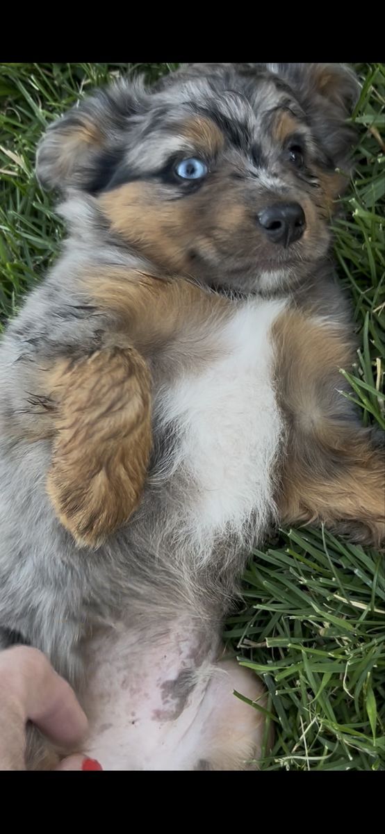 Adorable toy/Mini Aussie Puppies -