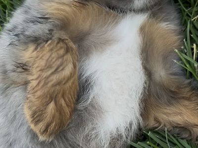 Adorable toy/Mini Aussie Puppies -