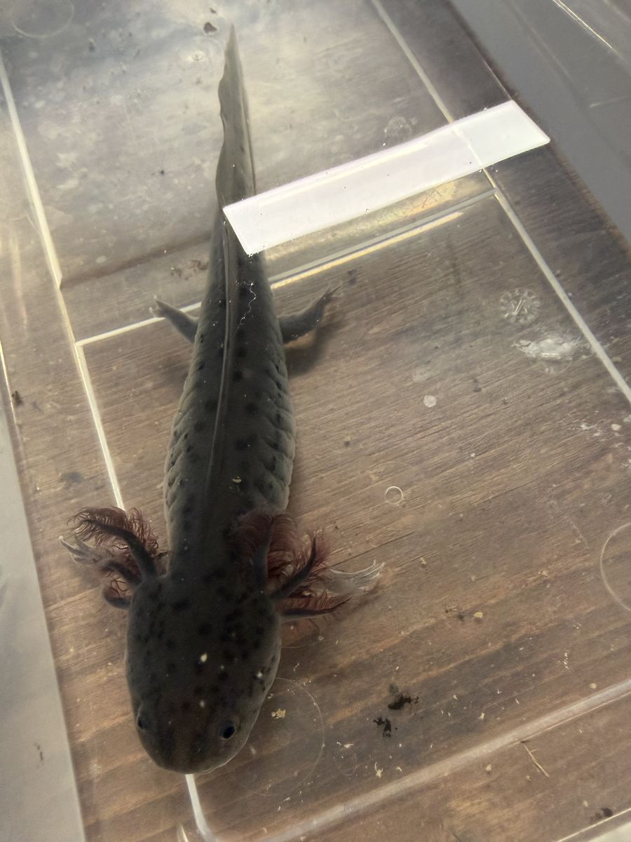 2 Axolotl babies Left