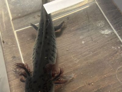 2 Axolotl babies Left
