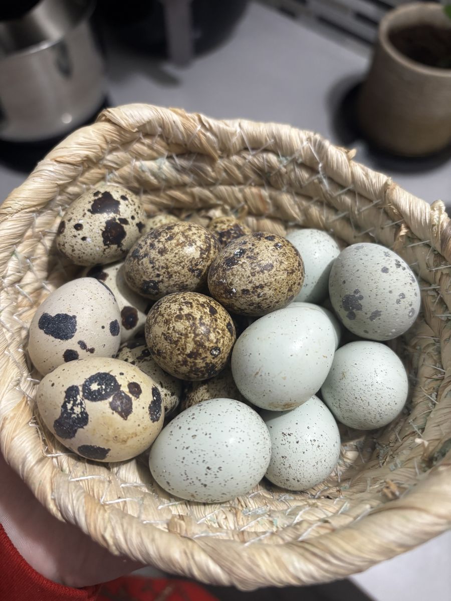 Quail eggs!