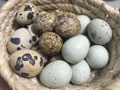 Quail eggs!