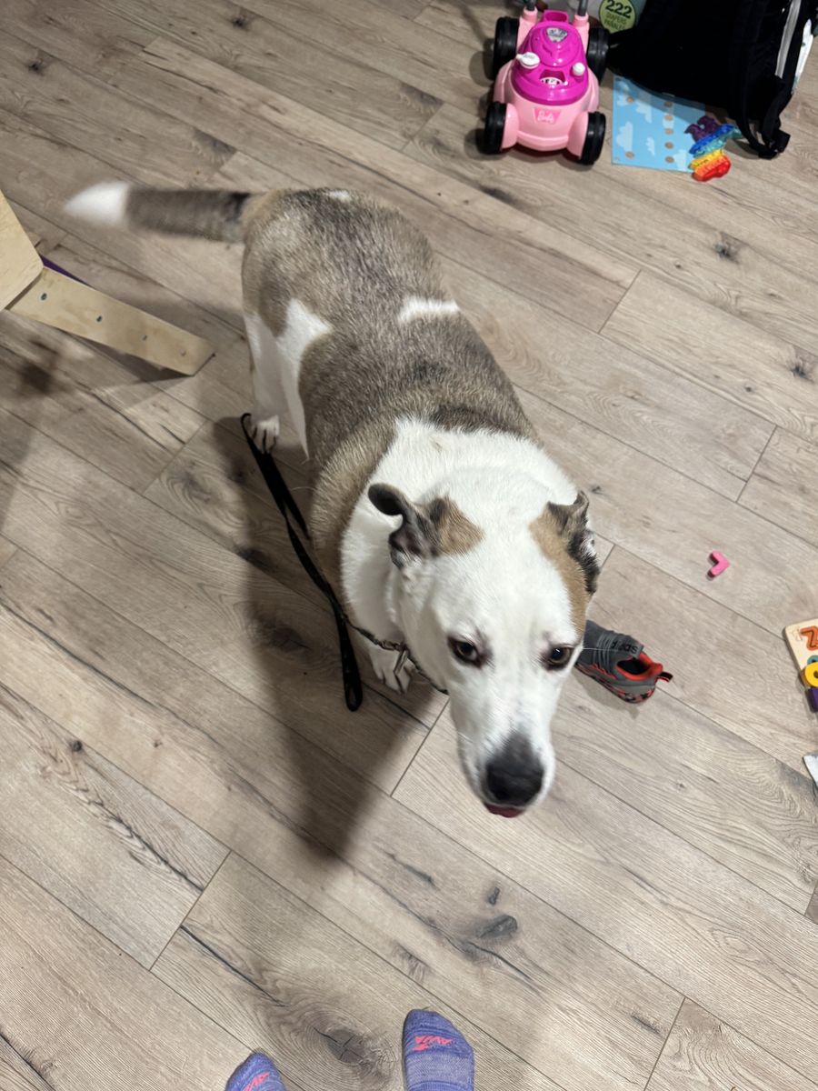 Great dog needs new home ASAP