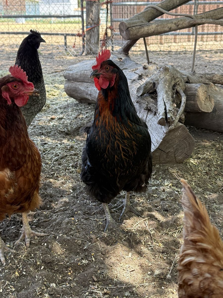 Young Hens/Chickens