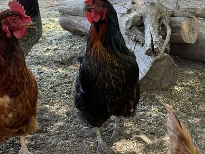 Young Hens/Chickens