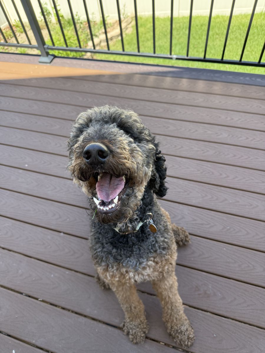 *Rehome* Standard Poodle