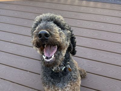 *Rehome* Standard Poodle