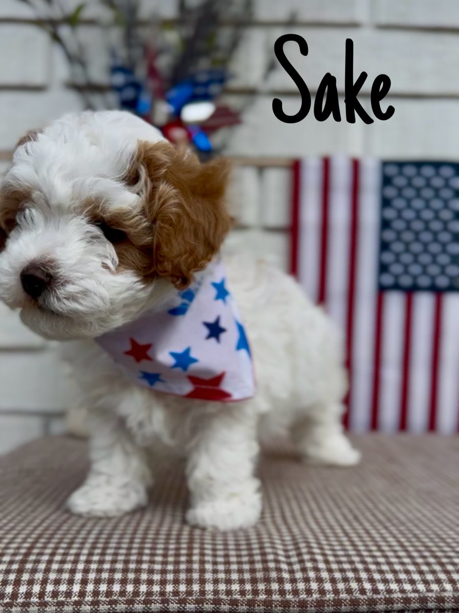 Cavapoo puppy