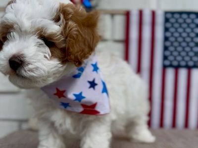 Cavapoo puppy