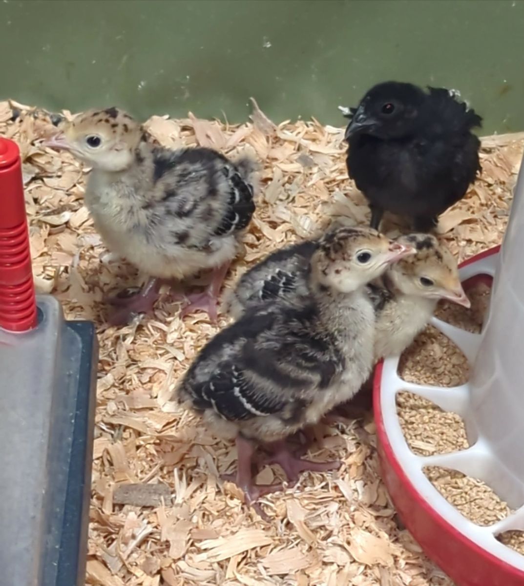 Heritage Turkey Poults, Baby Turkeys