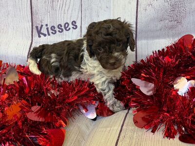 $500 off Valentines Day Cavapoos! Only 1 Left!!!