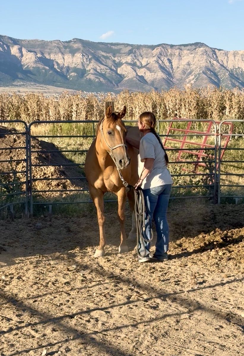 Coming 7yr Old Grade AQHA Mare