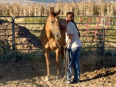 Coming 7yr Old Grade AQHA Mare