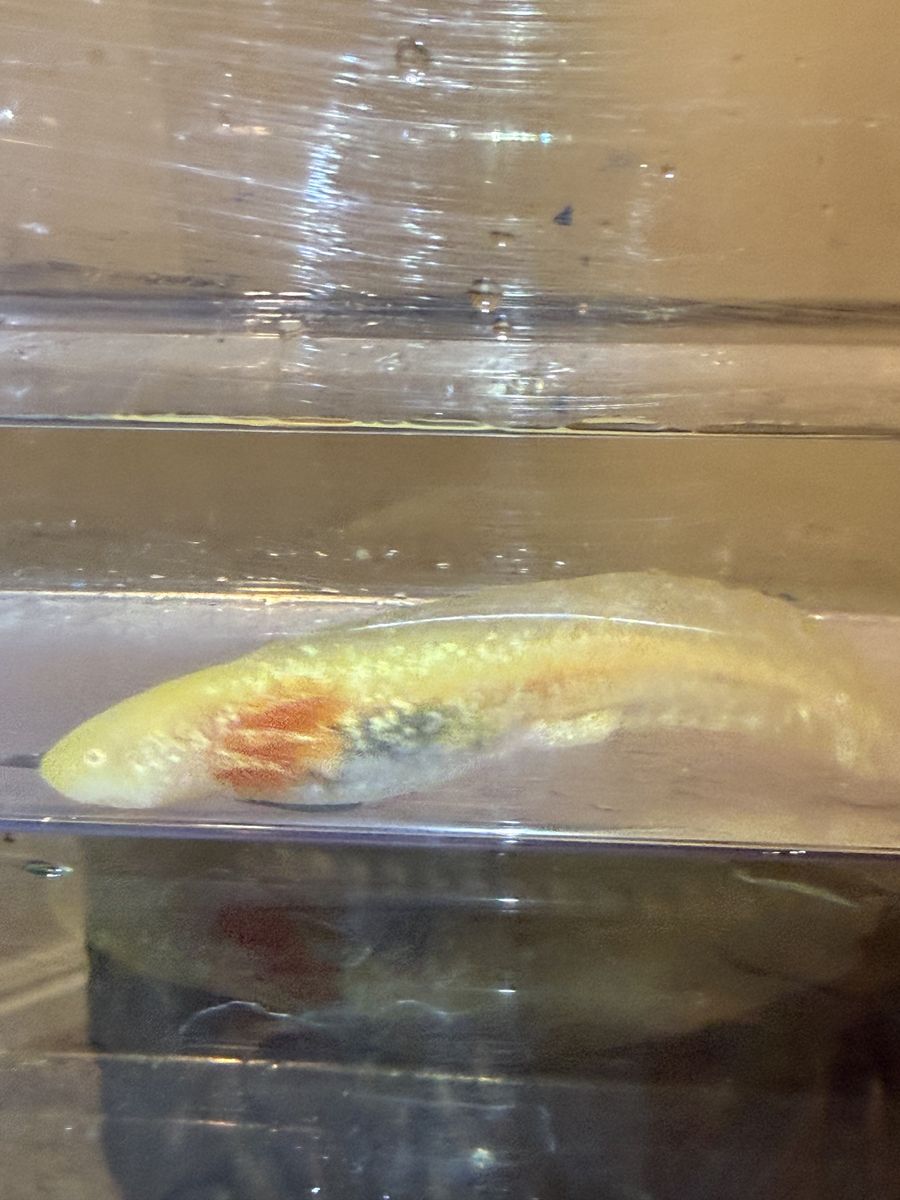 Axolotl