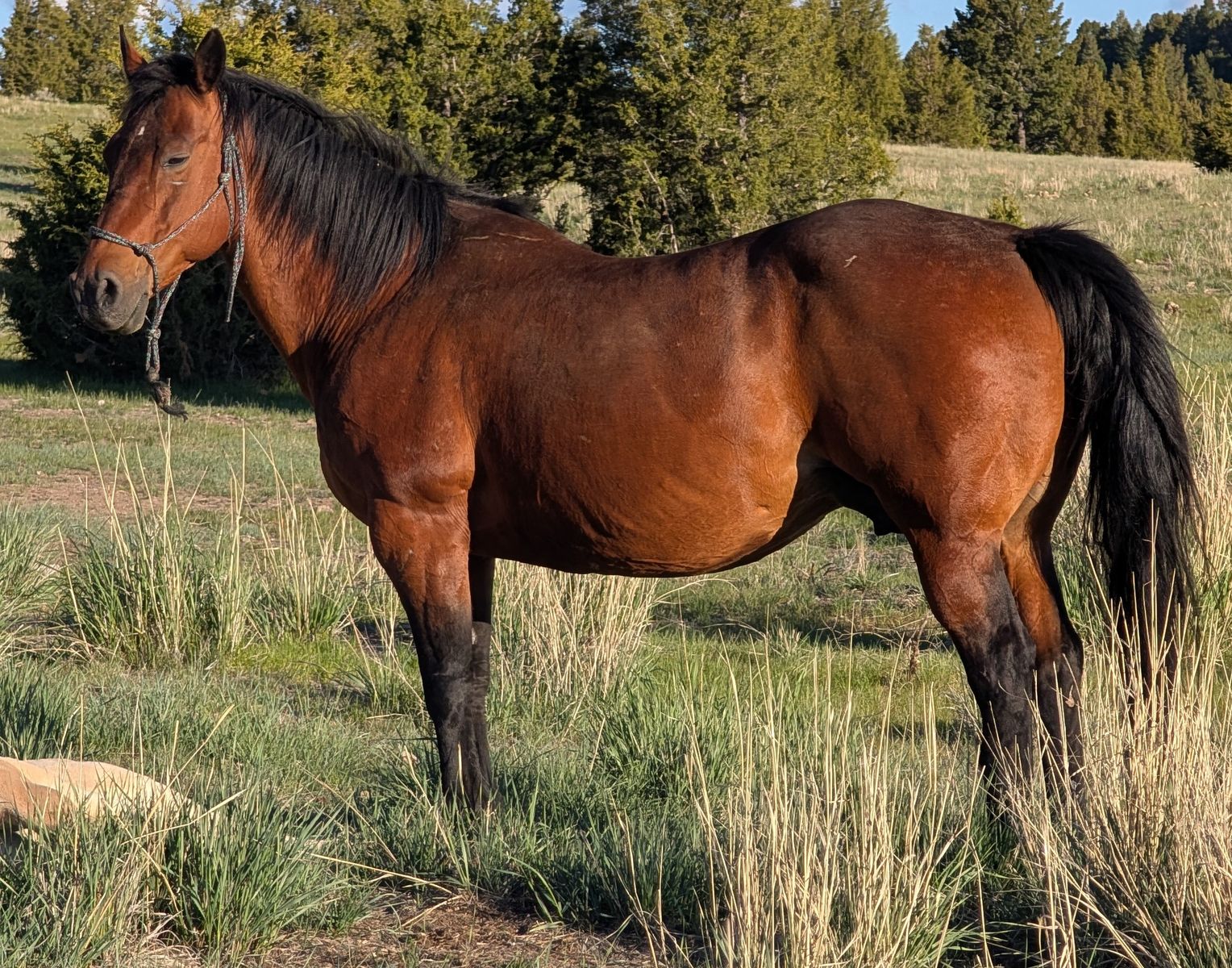 2007 AQHA Broodmare