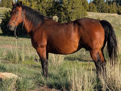 2007 AQHA Broodmare