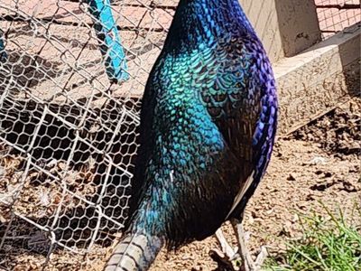 Melanistic Pheasant Quad
