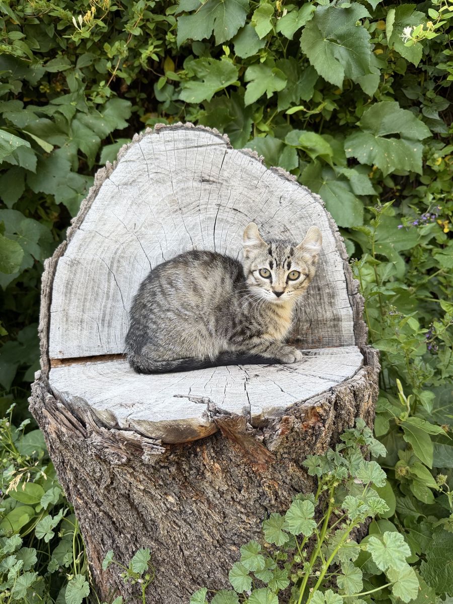 Darling Tabby Kitten