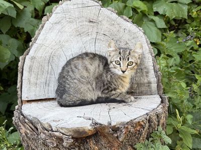 Darling Tabby Kitten