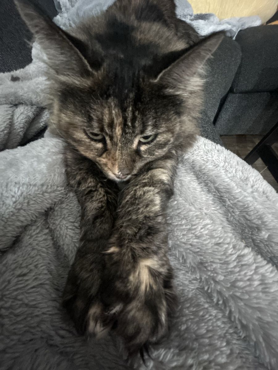 Long Hair Brown Tabby