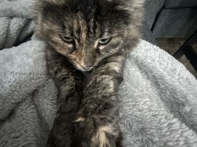 Long Hair Brown Tabby