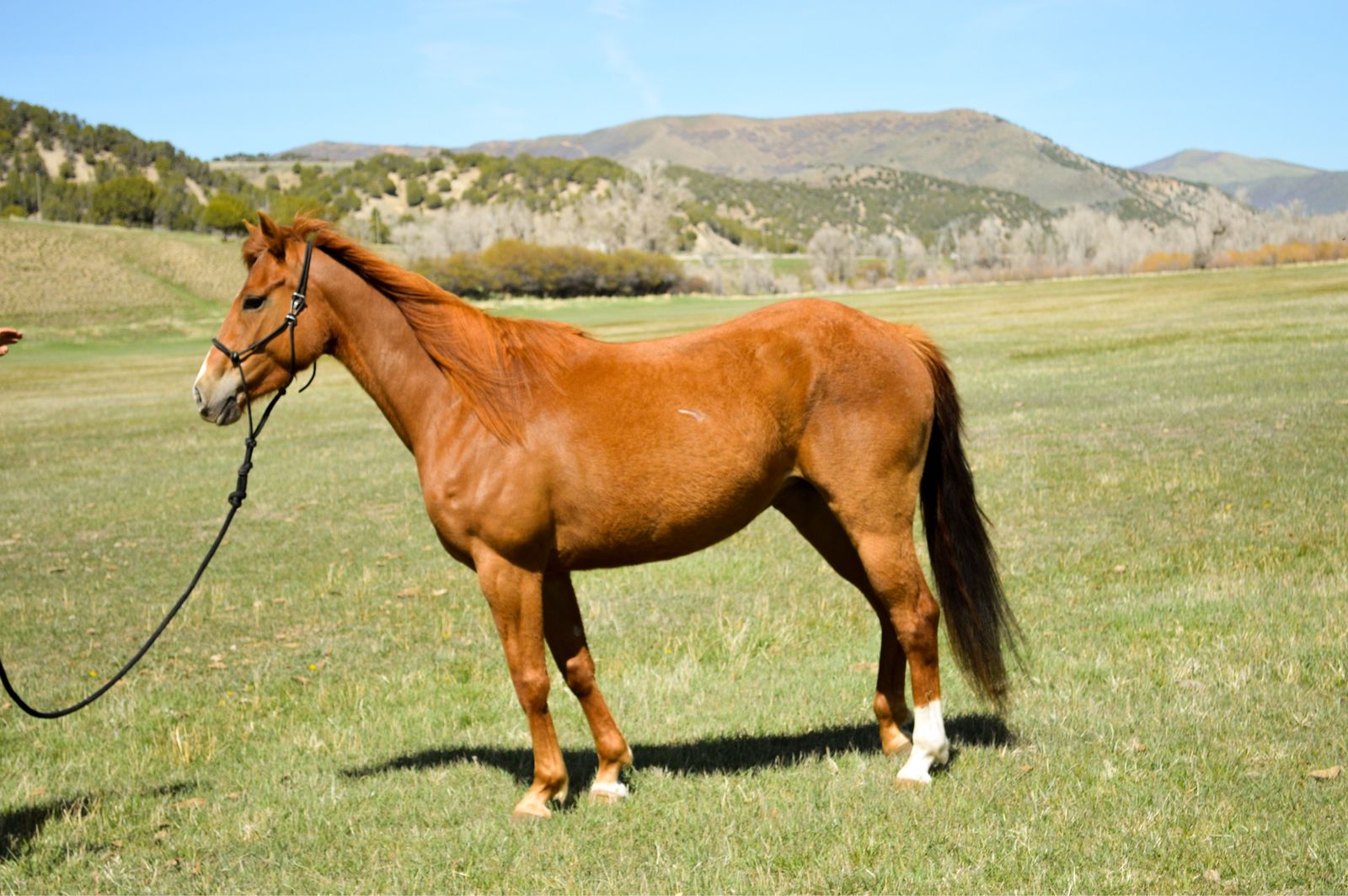 4 Year Old Sorrel Mare