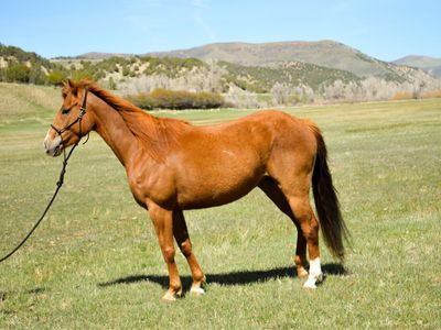 4 Year Old Sorrel Mare