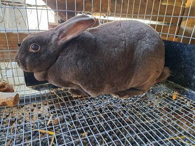 Rex Rabbit Breeding Pair