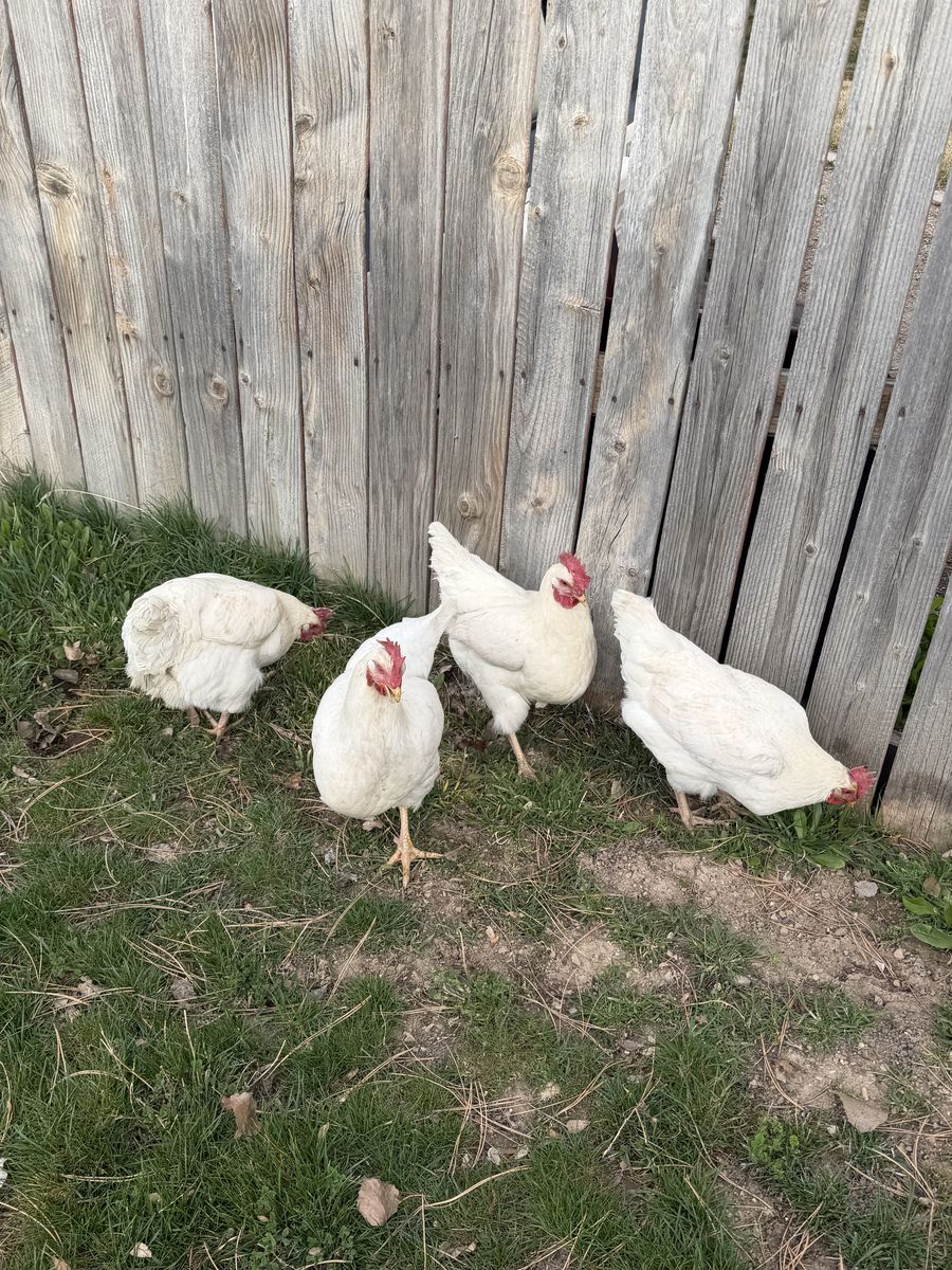 Plymouth Chickens