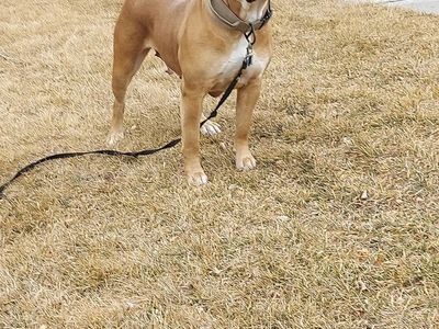 American Bully Boerbel Female