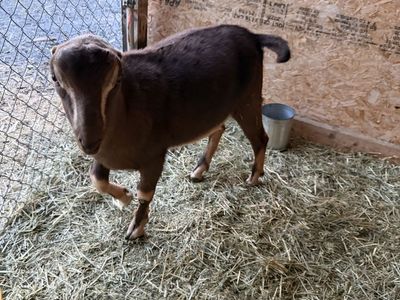 5 month old registrable adga Lamancha buckling