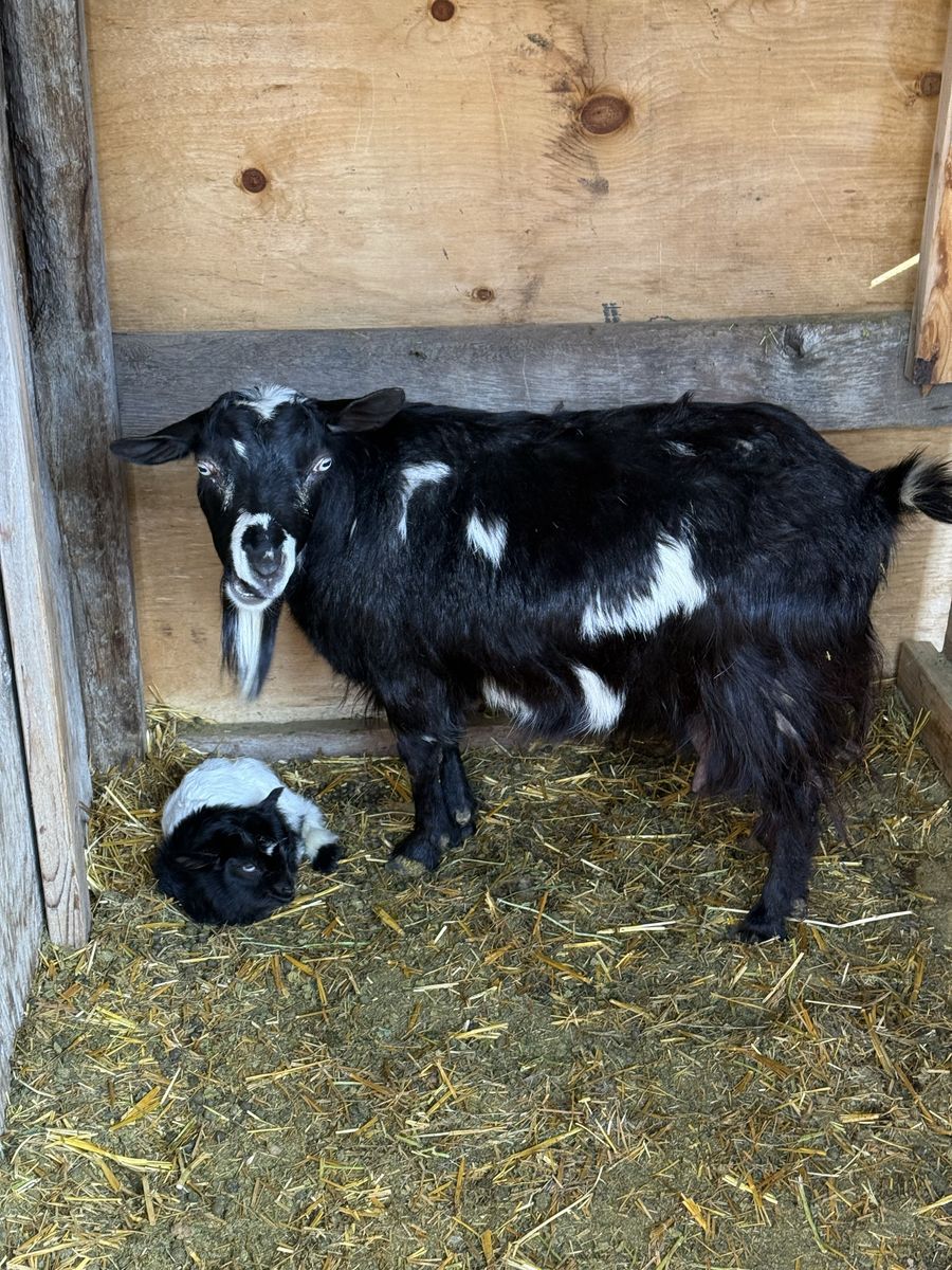 Myotonic Doe & Buckling