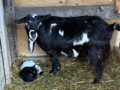 Myotonic Doe & Buckling