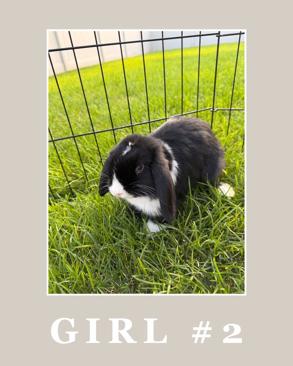 Holland lop bunnies